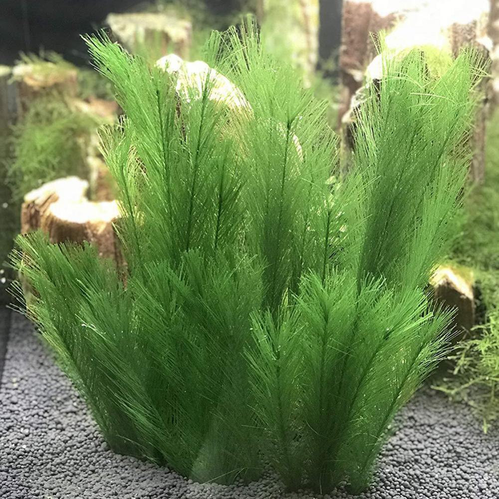 Live Plant Aquarium - 1/3 adet 28/40cm akvaryum balık tankı