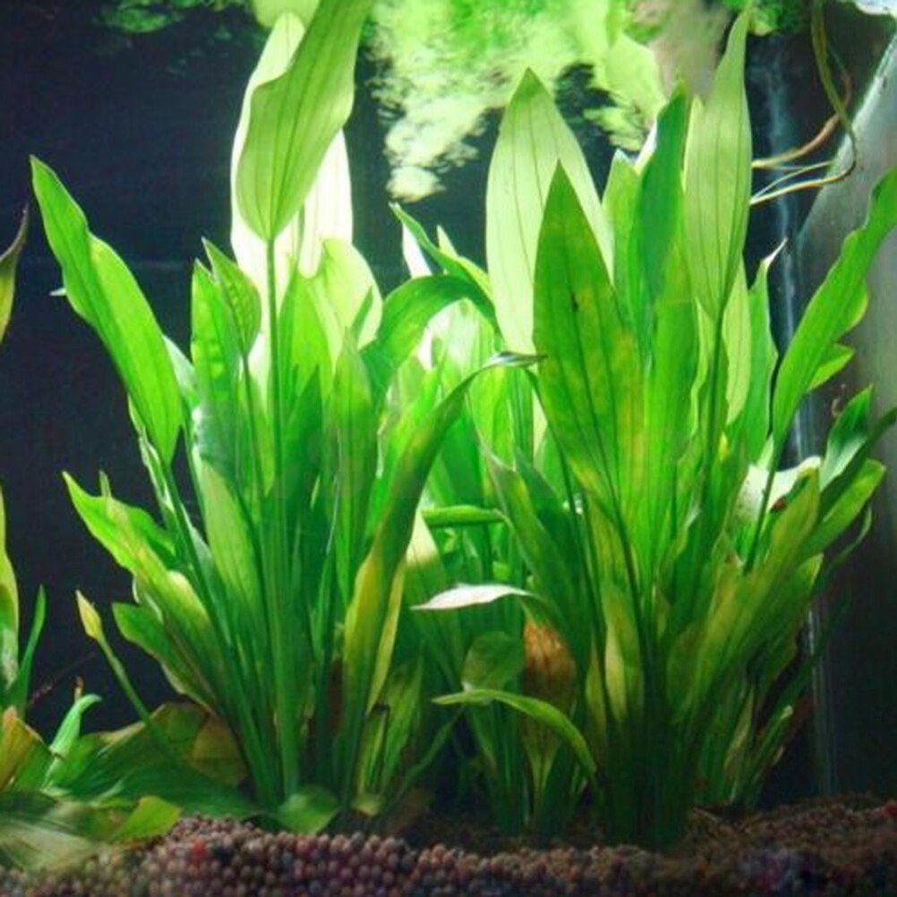 Live Plant Aquarium - 15 cm Yapay Akvaryum Dekor Bitkiler