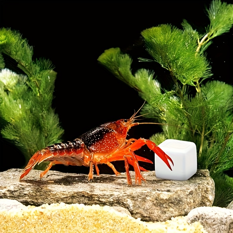 Aquarium Plants Live - 6 Adet Balık Tankı Kalsiyum Bloğu