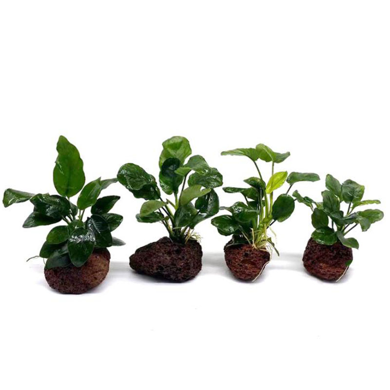 Volkanik Akvaryum Dekorasyon B - Plant Aquarium Pot incelemesi ve fiyatı
