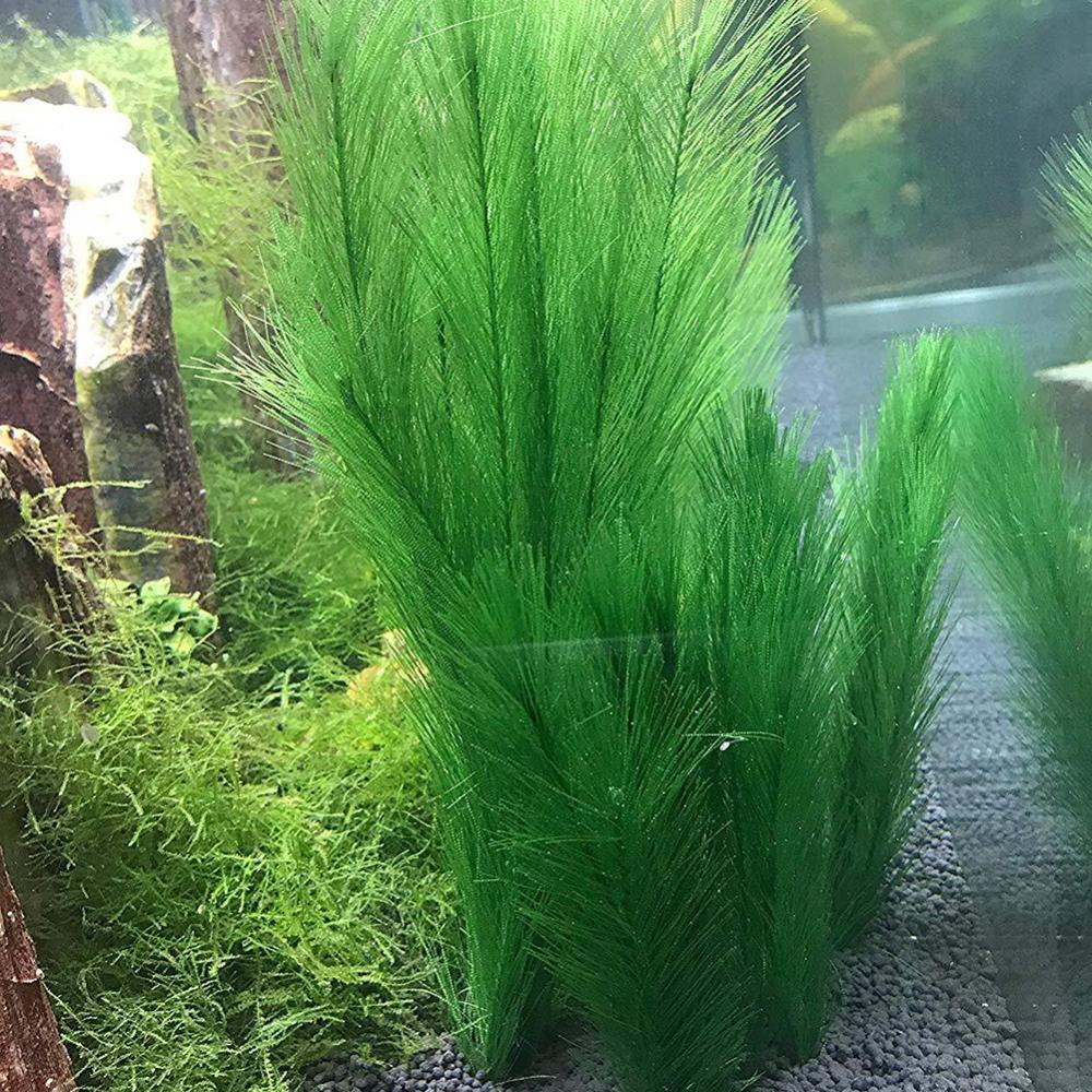 1/3 adet 28/40cm akvaryum balı - Live Plant Aquarium incelemesi ve fiyatı