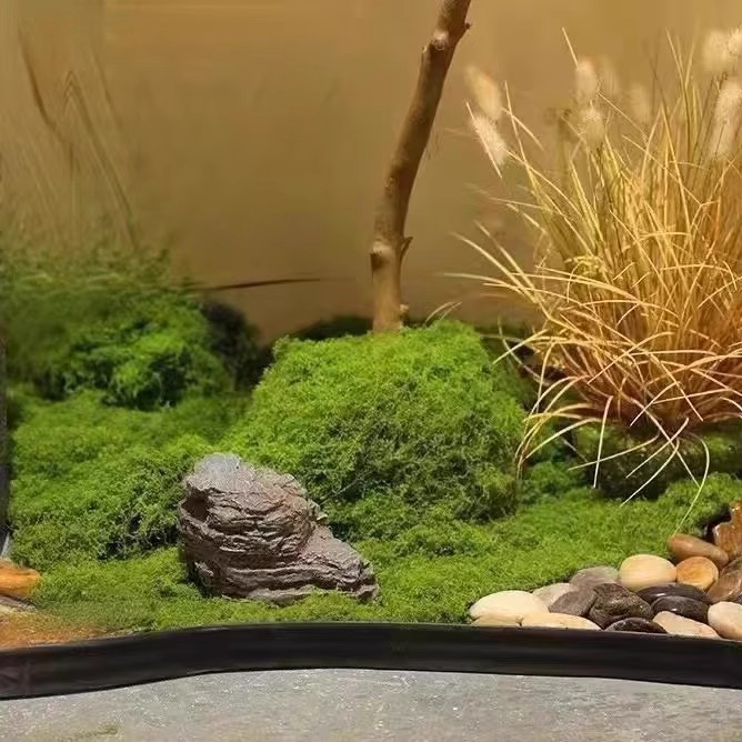 200g Ebedi Yaşam Yosun DIY El  - Aquarium Moss incelemesi ve fiyatı