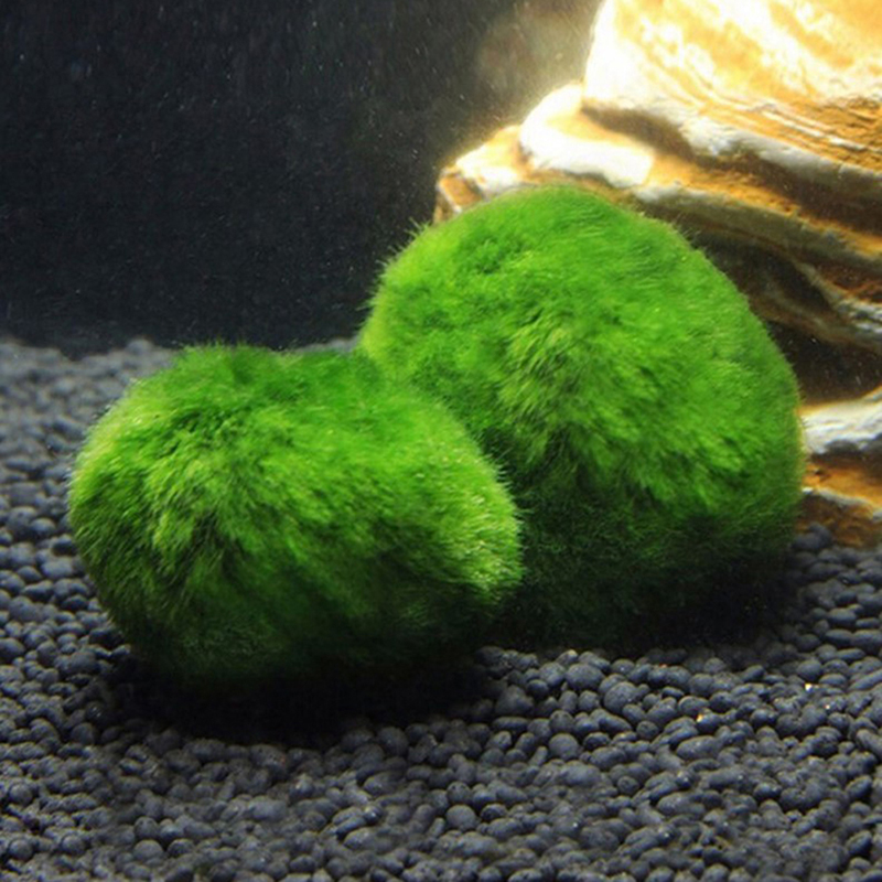 Marimo Yosun Topları Canlı Akv - Live Plant Aquarium incelemesi ve fiyatı
