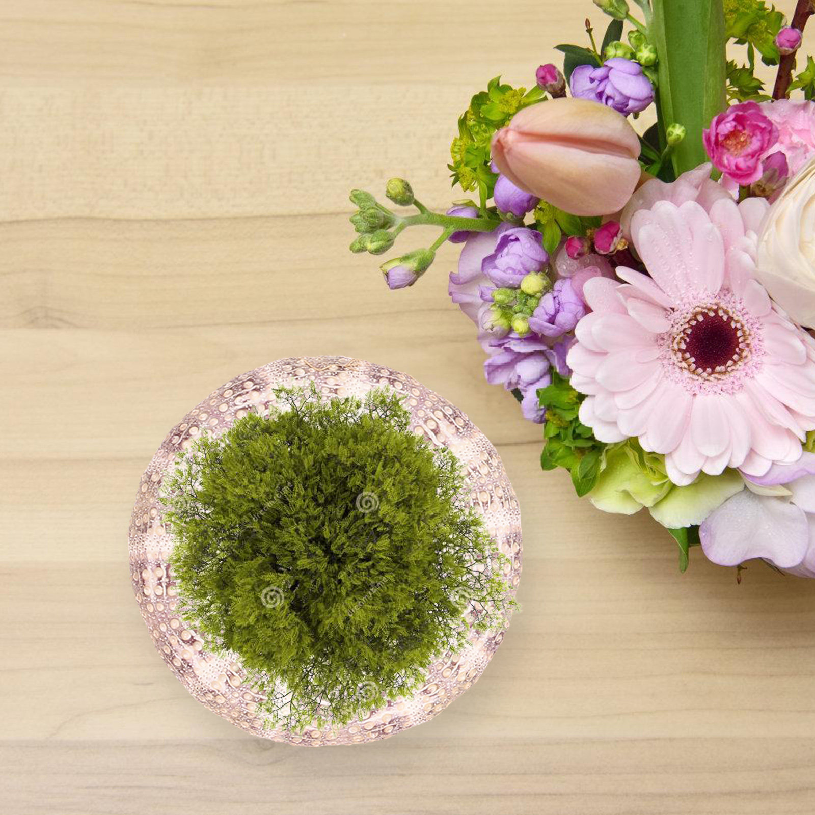 7 Adet Deniz Kestanesi Kabuğu, - Aquarium Plant Holder incelemesi ve fiyatı