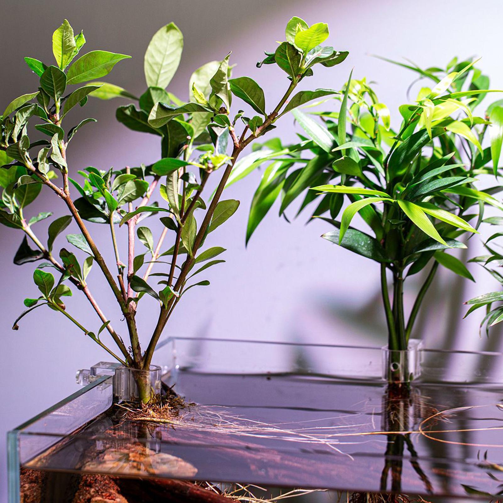 Mini Balık Tankı Saksı 6 Adet  - Aquarium Fertilizer incelemesi ve fiyatı