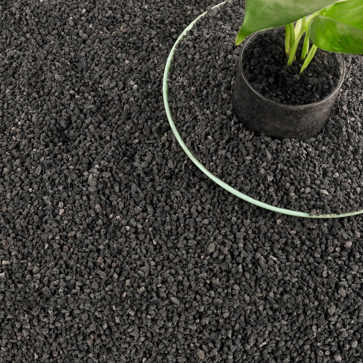 3 lb ağırlığında siyah akvaryu - Plant Aquarium Pot incelemesi ve fiyatı
